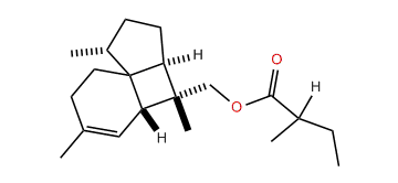 Italicen-12-yl 2-methylbutyrate